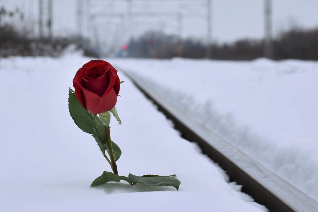 red rose in snow shows grieving ways